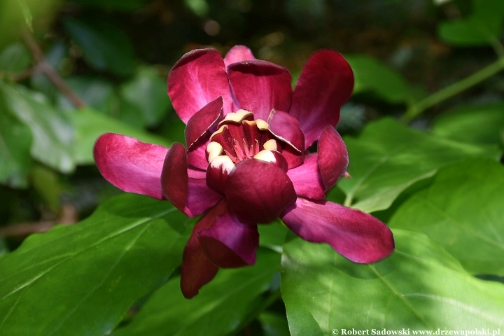 Kielichowiec 'Aphrodite' - kwitnienie
