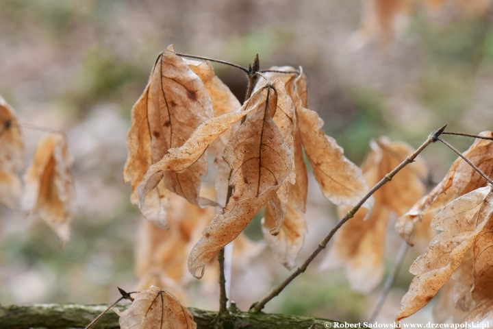 Drzewa, których liście wiszą aż do wiosny