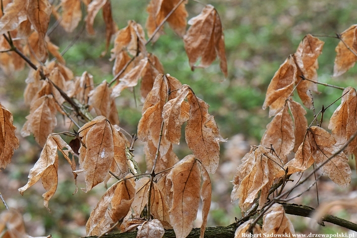 Drzewa, których liście wiszą aż do wiosny