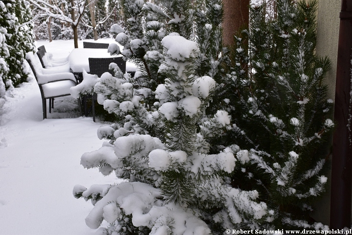 Śnieg w kwietniowym ogrodzie
