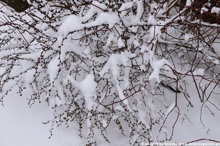 Śnieg w kwietniowym ogrodzie