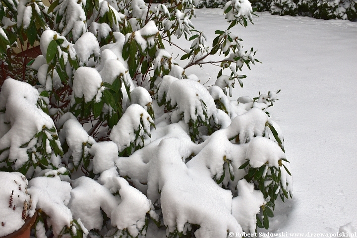 Śnieg w kwietniowym ogrodzie