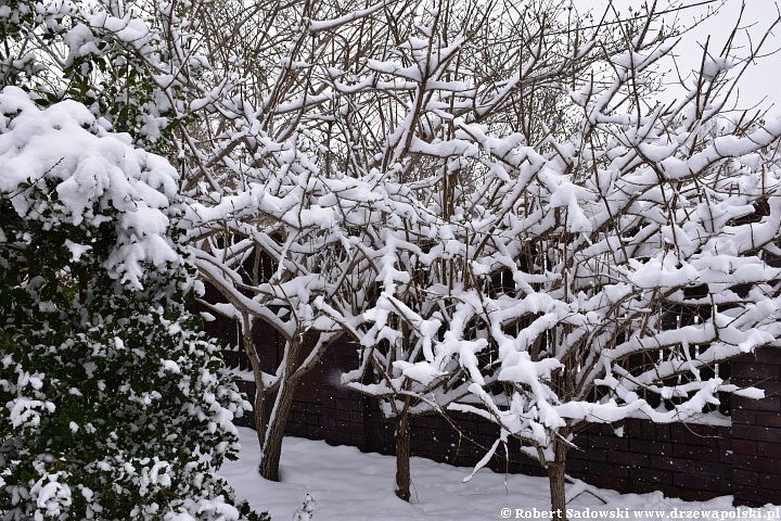 Śnieg w kwietniowym ogrodzie