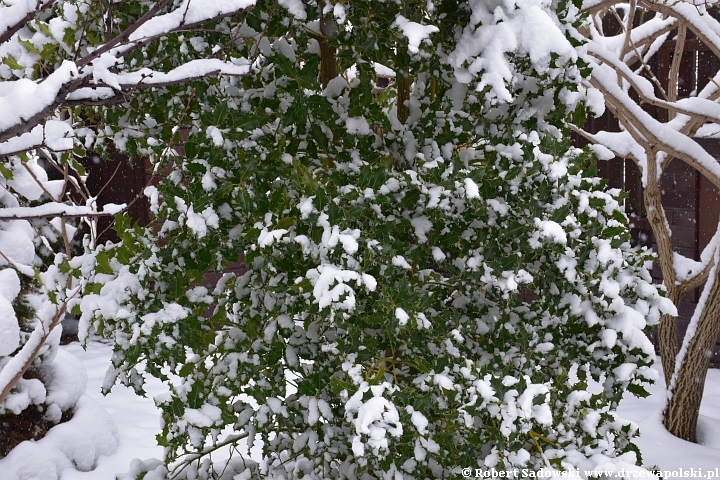 Śnieg w kwietniowym ogrodzie