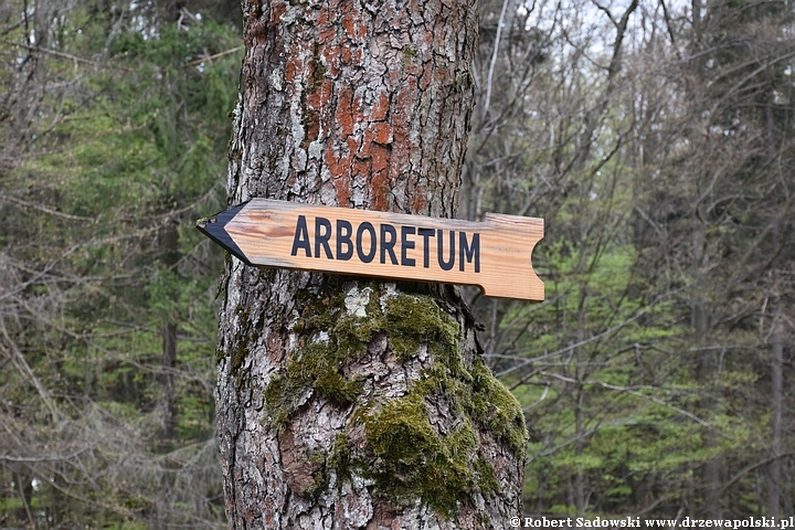 Arboretum w Lądku Zdroju