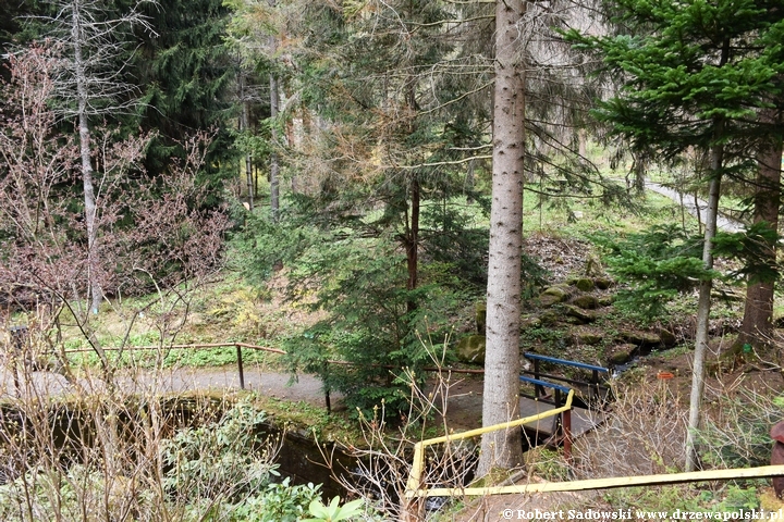 Arboretum w Lądku Zdroju