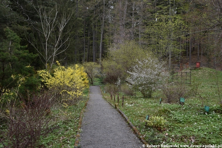 Arboretum w Lądku Zdroju