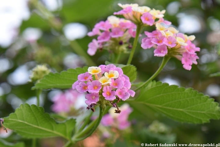 Lantana pospolita