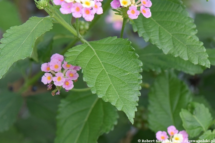 Lantana pospolita