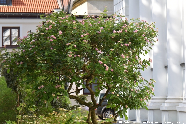 Lantana pospolita