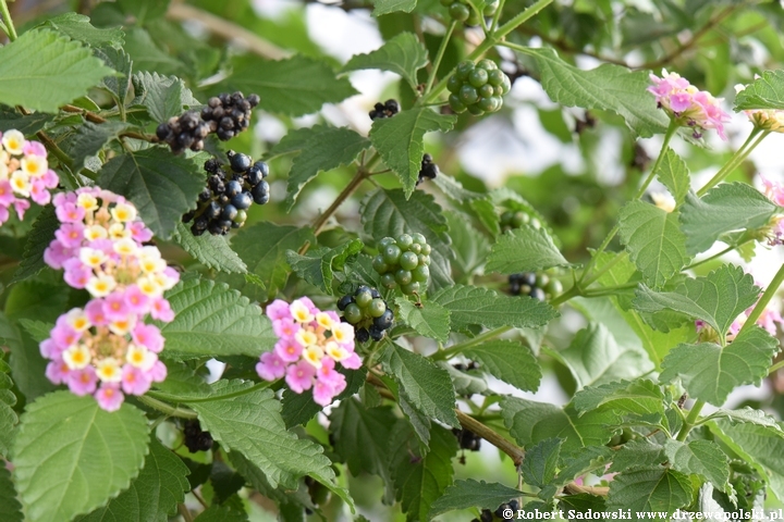 Lantana pospolita