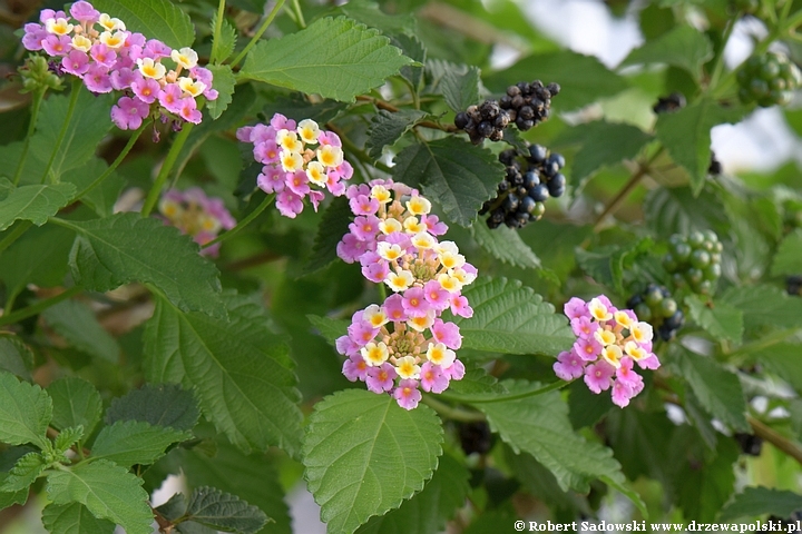 Lantana pospolita