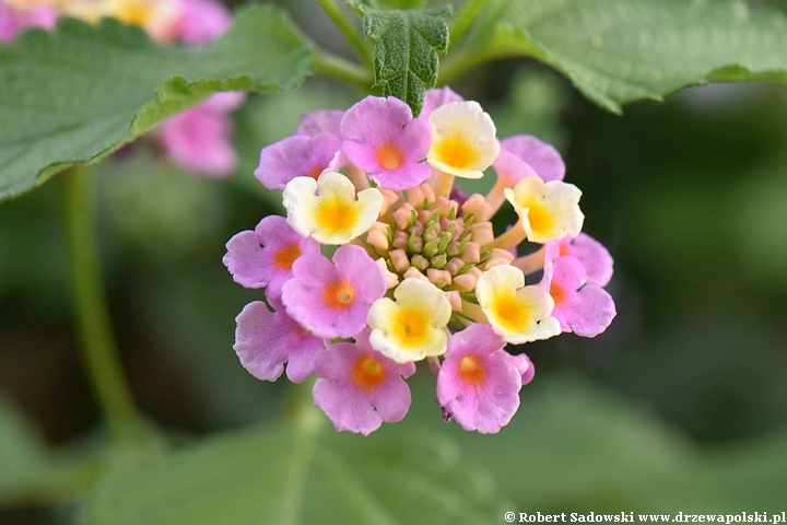 Lantana pospolita