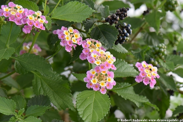 Lantana pospolita