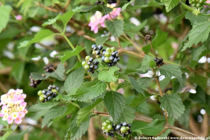 Lantana pospolita