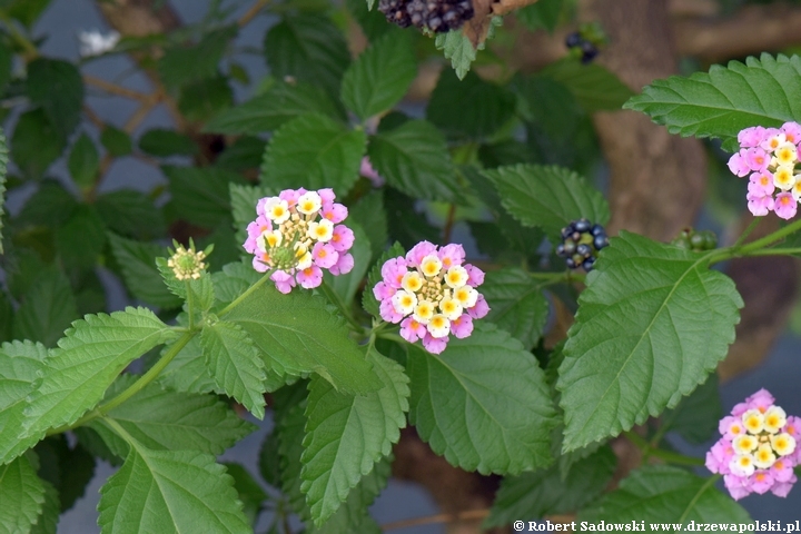 Lantana pospolita