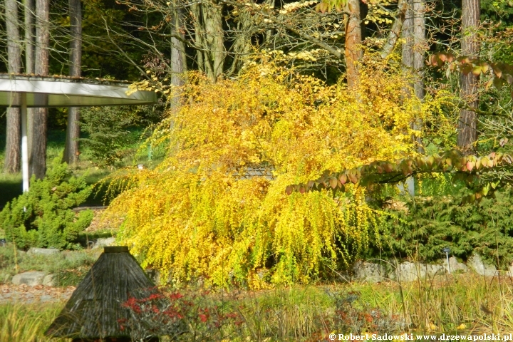 Lespedeza dwubarwna