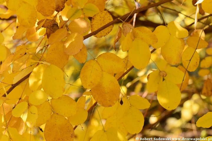 Lespedeza dwubarwna