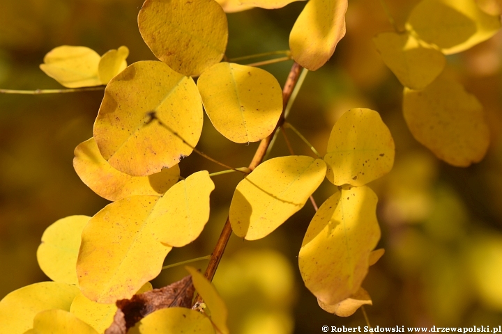 Lespedeza dwubarwna