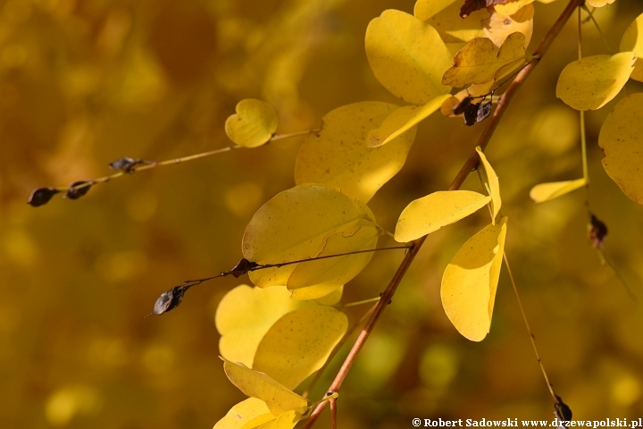 Lespedeza dwubarwna