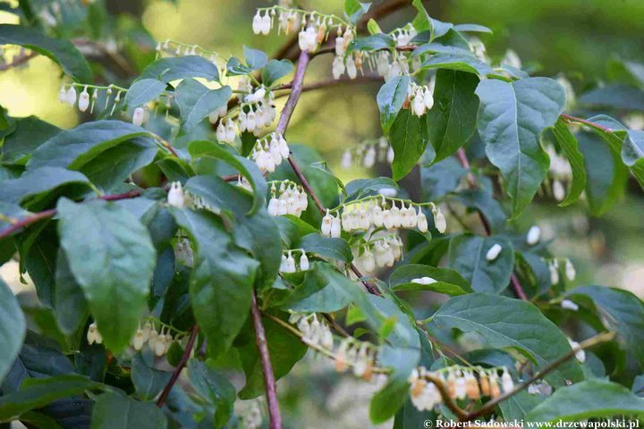 Lionia owalnolistna - kwitnienie