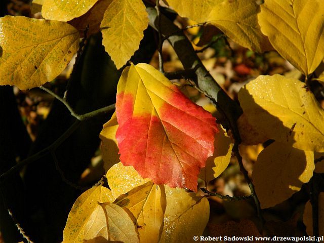 liście późnej jesieni