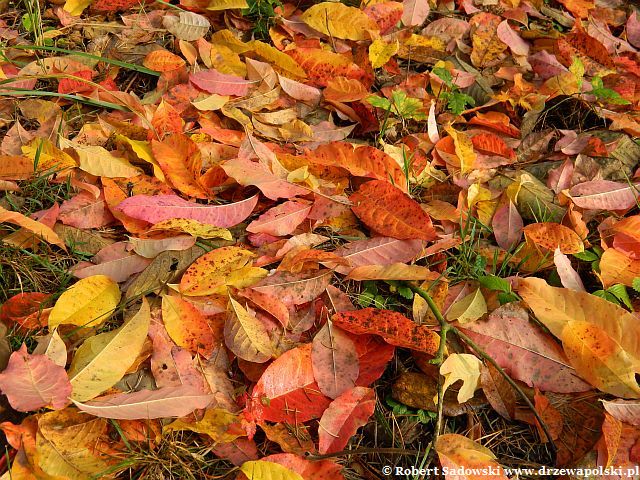 liście późnej jesieni