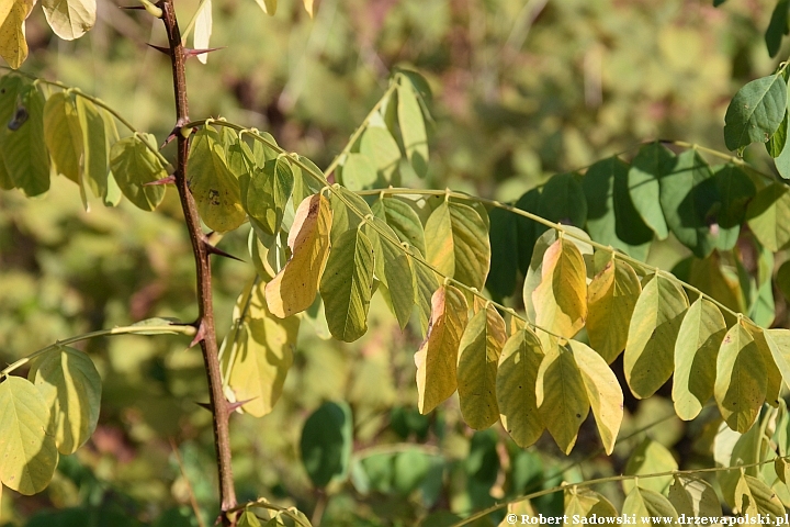 Robinia