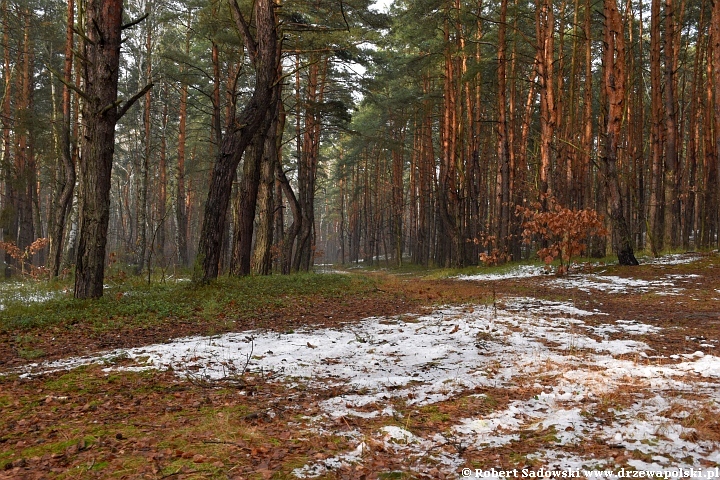 Przyprószony śniegiem las pod koniec listopada