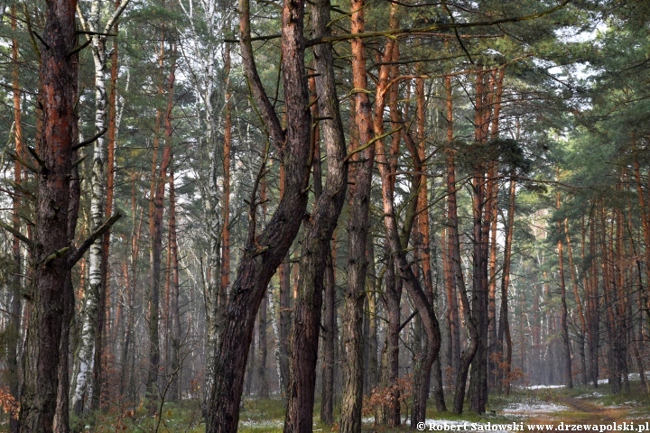 Przyprószony śniegiem las pod koniec listopada