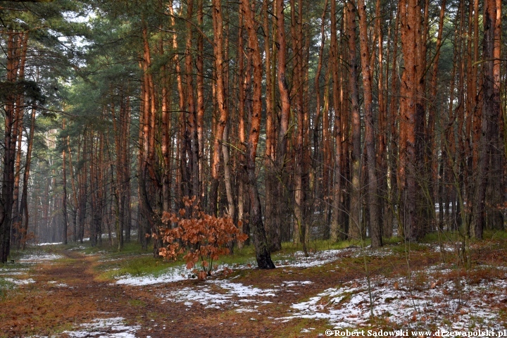 Przyprószony śniegiem las pod koniec listopada