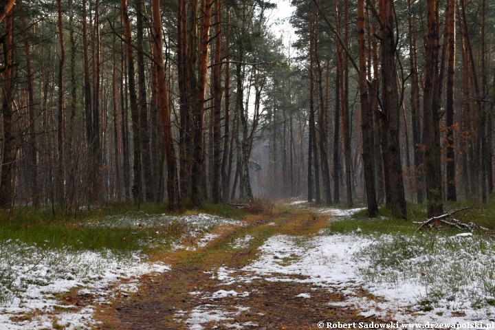 Przyprószony śniegiem las pod koniec listopada