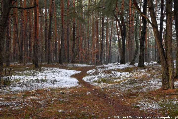 Przyprószony śniegiem las pod koniec listopada