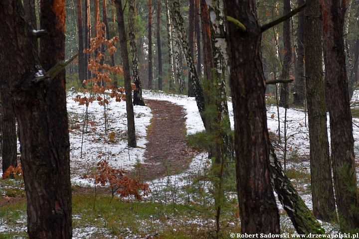 Przyprószony śniegiem las pod koniec listopada