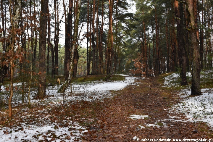 Przyprószony śniegiem las pod koniec listopada