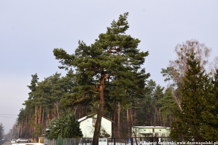 Przyprószony śniegiem las pod koniec listopada