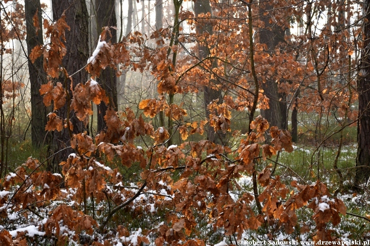 Przyprószony śniegiem las pod koniec listopada