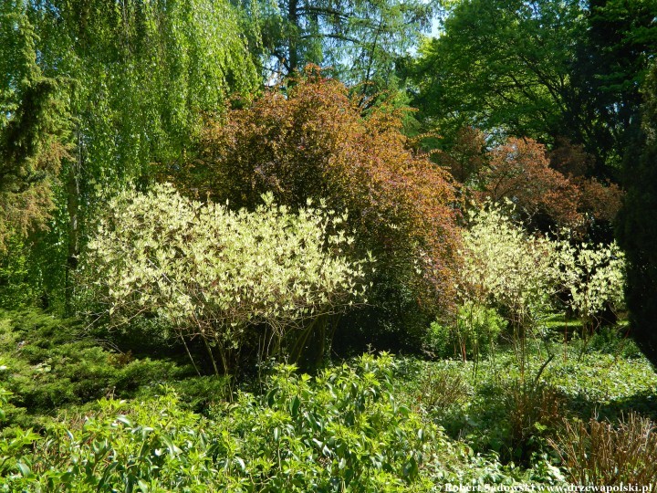 Ogród Botaniczny UMCS w Lublinie Ogród Botaniczny UMCS w Lublinie