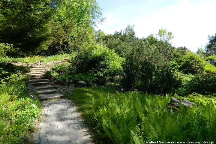 Ogród Botaniczny UMCS w Lublinie Ogród Botaniczny UMCS w Lublinie