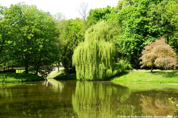 Ogród Botaniczny UMCS w Lublinie Ogród Botaniczny UMCS w Lublinie