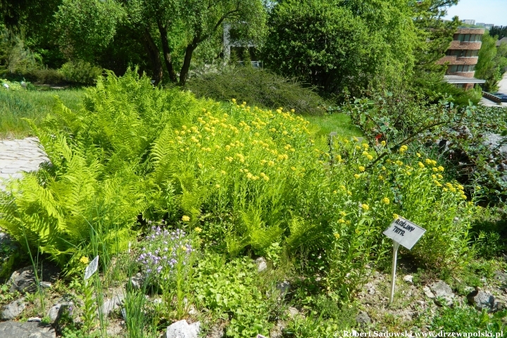 Ogród Botaniczny UMCS w Lublinie Ogród Botaniczny UMCS w Lublinie