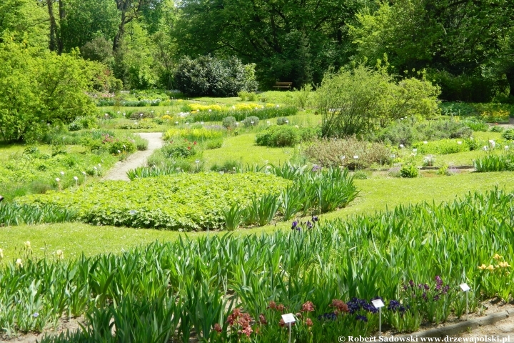 Ogród Botaniczny UMCS w Lublinie Ogród Botaniczny UMCS w Lublinie