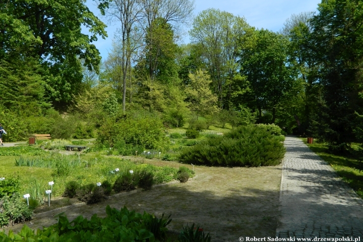 Ogród Botaniczny UMCS w Lublinie Ogród Botaniczny UMCS w Lublinie