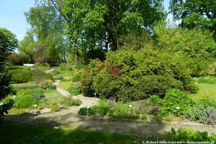 Ogród Botaniczny UMCS w Lublinie Ogród Botaniczny UMCS w Lublinie