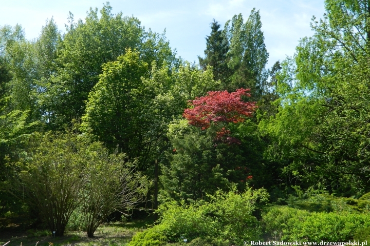 Ogród Botaniczny UMCS w Lublinie Ogród Botaniczny UMCS w Lublinie