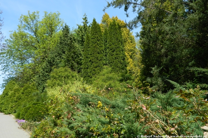 Ogród Botaniczny UMCS w Lublinie Ogród Botaniczny UMCS w Lublinie