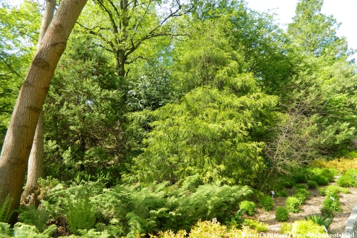 Ogród Botaniczny UMCS w Lublinie Ogród Botaniczny UMCS w Lublinie