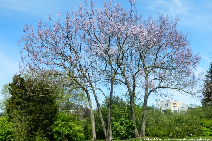 Ogród Botaniczny UMCS w Lublinie Ogród Botaniczny UMCS w Lublinie