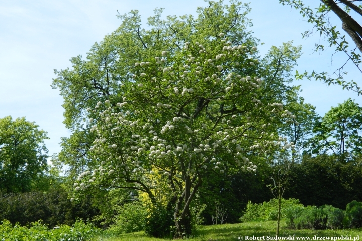 Ogród Botaniczny UMCS w Lublinie Ogród Botaniczny UMCS w Lublinie