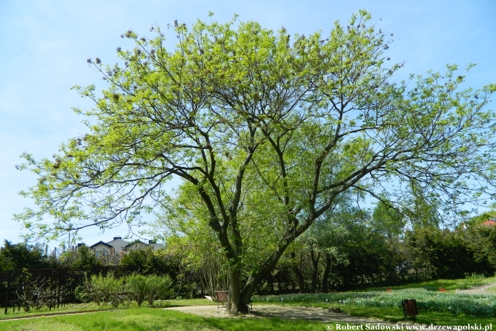 Ogród Botaniczny UMCS w Lublinie Ogród Botaniczny UMCS w Lublinie